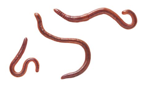 Worms Png Images Free Download Worm Png