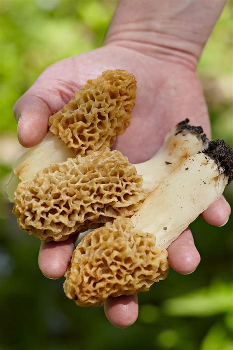 5 Morel Mushroom Facts You Might Not Have Known | Better Homes & Gardens