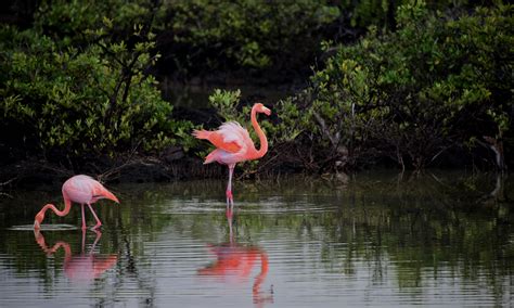 pink flamingos  stock photo