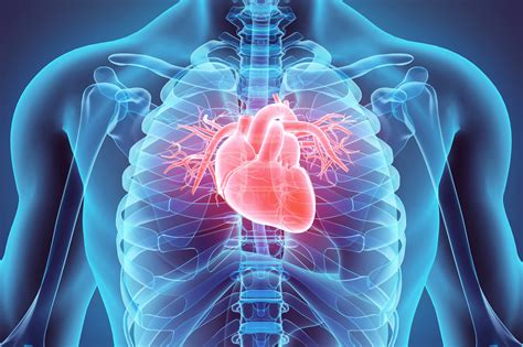 Cardiac Studies Mic Medical Imaging