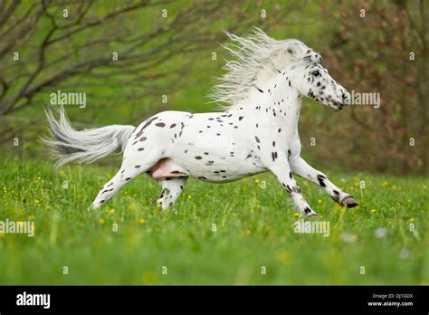 Shetland Pony Miniature Appaloosa Galloping Meadow Stock Photo Alamy