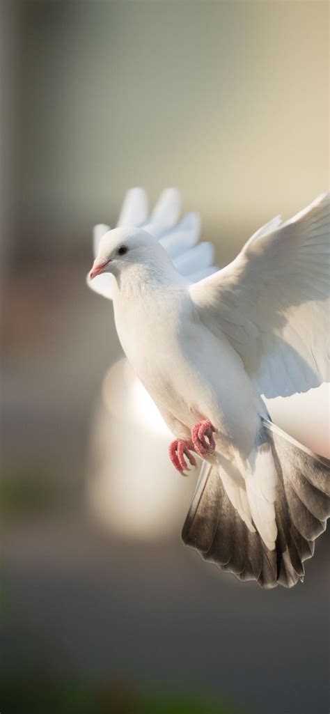 White Dove Bird Flight 1125x2436 Wallpaper Bird Photography Bird