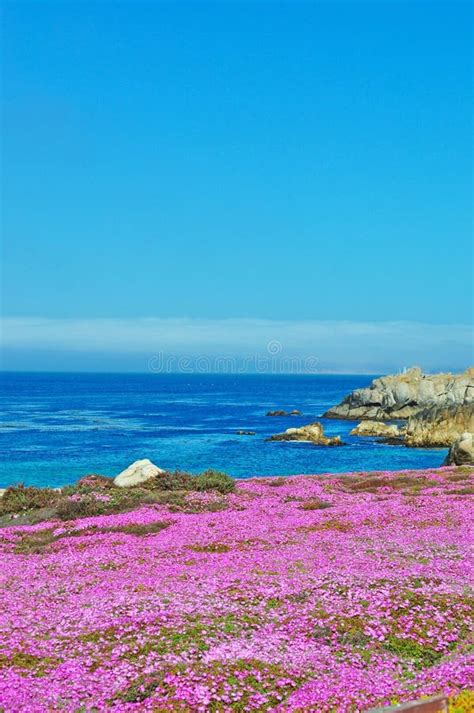 Pacific Grove Flowers Pink Beach Pacific Ocean Ice Plants
