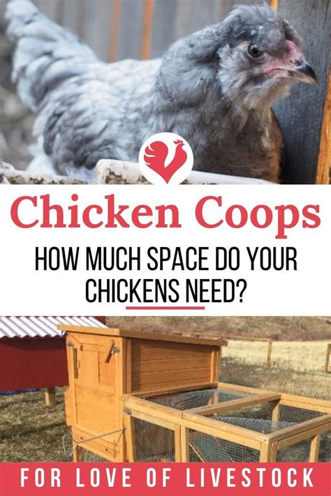 They do need to have feed available at all times. How Big Should Your Chicken Coop Be? How to Determine ...