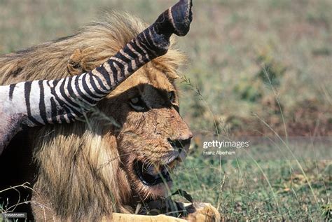 Lion With Prey Serengeti High Res Stock Photo Getty Images