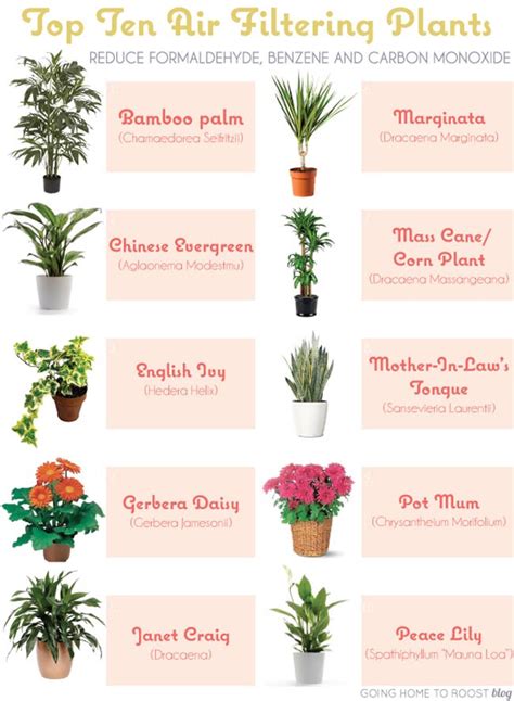 39 Best House Plant Names New Inspiraton