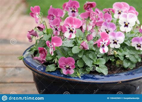 Beautiful Violets Or Colorful Pansies In Blue Flower Pot Stock Image