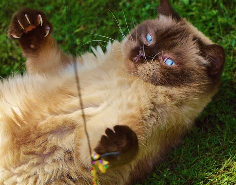 Free Images Play Sweet Cute Fur Kitten Brown Fauna Blue Eye
