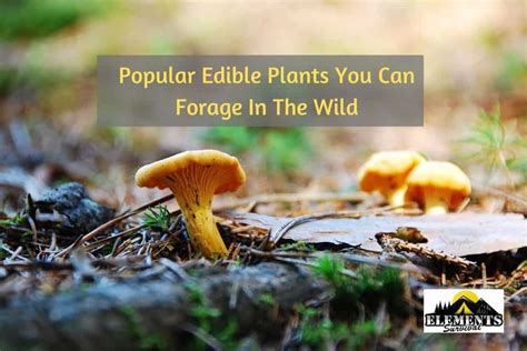 Popular Edible Plants You Can Forage In The Wild Elements Survival