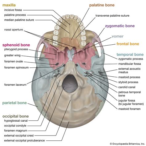 Human Skeleton Cranium Braincase Cartilages Parietal Bones