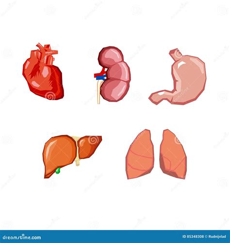 Órganos Humanos Órganos Internos Fijados Anatomía Humana Partes