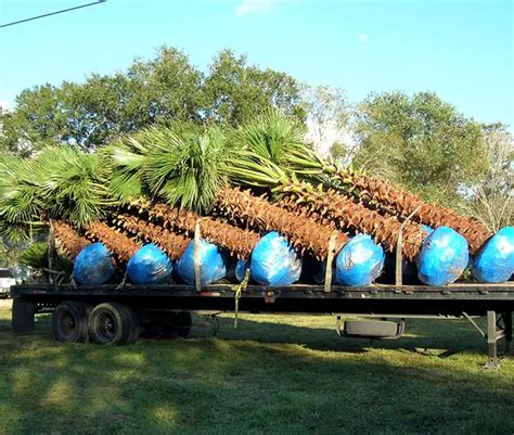 Palm Tree Transplant Shock 1 Florida Palm Trees