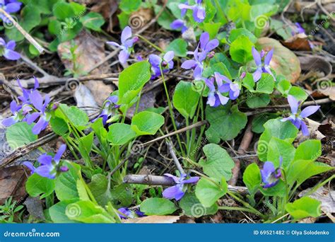 Wild Violets Stock Photo Image Of Garden Beauty Forest 69521482