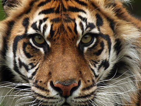 Handsome Tiger - Animals Photo (34916426) - Fanpop