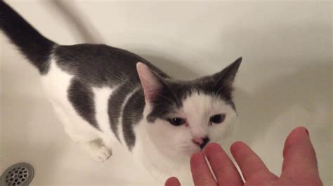 A Happy Cat Loves To Play In The Bathtub Youtube
