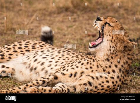 Cheetah Habitat Hi Res Stock Photography And Images Alamy