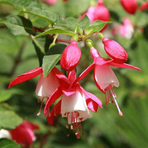 Fuchsia Tips And Guidance To Care For Them Best