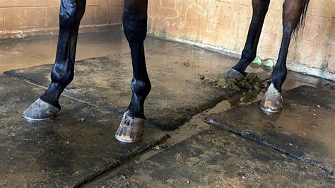 Founder In Horses And Understanding Equine Laminitis