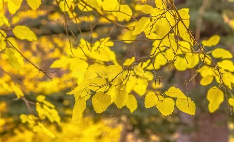 Brilliant Yellow Leaves Of Tree In Salt Lake City Stock Image Image