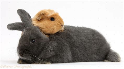 Pets Guinea Pig And Bunny Photo Wp39401