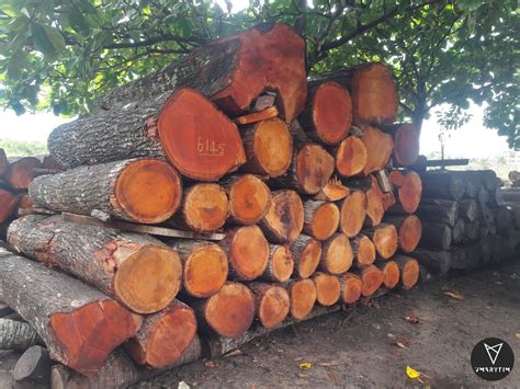 Red Mahogany Timber Wood Log Rs 450 Cubic Feet M And A Enterprises Id 21047587088