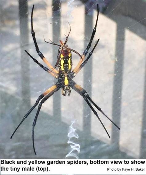 Black And Yellow Garden Spider Nc State Extension Publications
