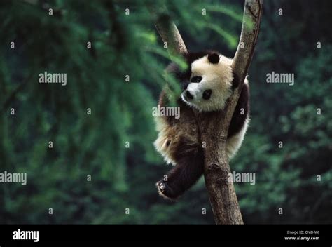 Giant Panda On Tree Wolong Valley Sichuan China Stock Photo Alamy