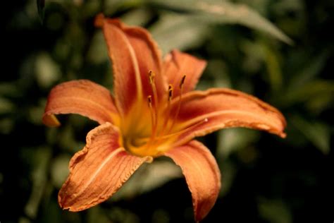 The Mathematical Tourist Tiger Lily