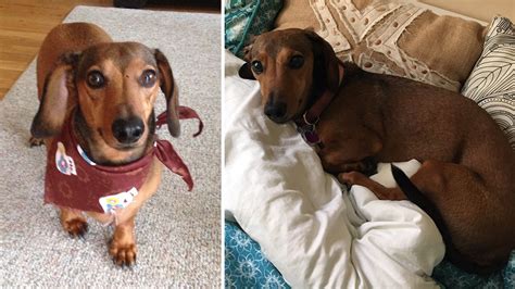 Dachshund Named Buddy Dies After Being Shot With Bb Gun In Long Beach Abc7 New York