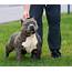 IMG 20151214 154010  Bully Breed Photos This Is