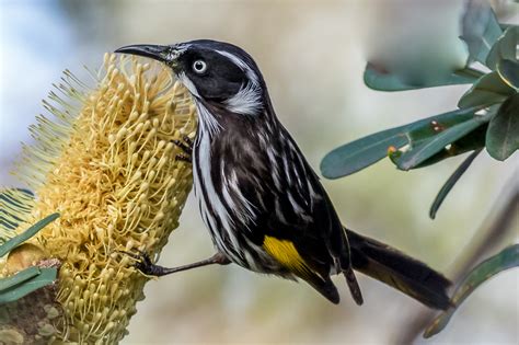 Australian Honeyeaters Australias Wonderful Birds