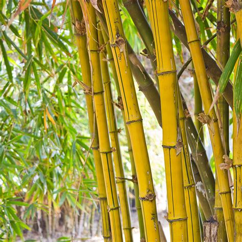 Free Photo Bamboo Asia Asian Bamboos Free Download Jooinn
