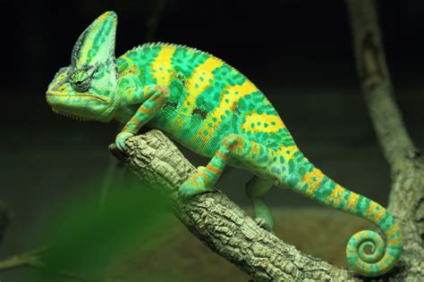 We're feeling a bit colourful today. Veiled chameleon, Toronto Zoo. #