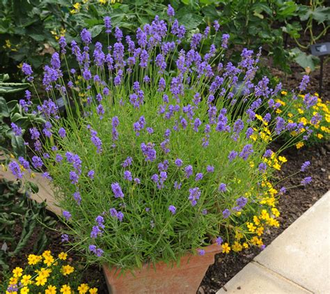 Lavender Plant Care It Needs A Little Bit Of Time And Expertise