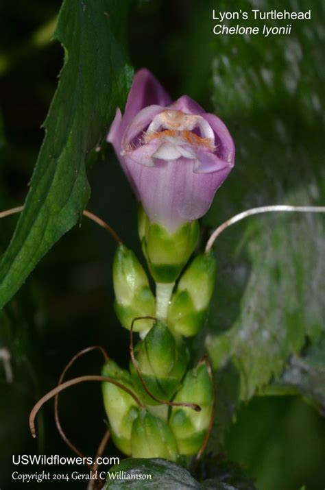 Be honest, your not picking up the fly honeys with that stock ruckus taillight/blinker section. US Wildflower - Red Turtlehead, Pink Turtlehead, Lyon's ...
