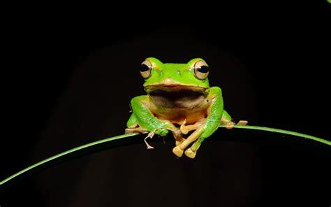 Tree Frog Hd Wallpaper