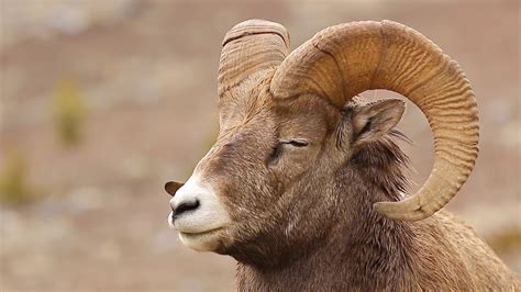 Bighorn Sheep Incredible Canadian Animals Youtube