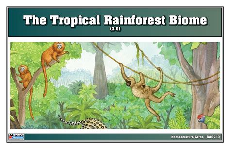 Montessori Materials Tropical Rainforest Biome Nomenclature Cards 3 6