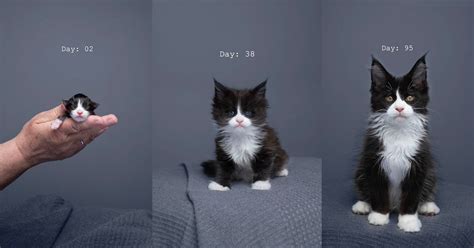 Photographers Viral Timelapse Video Shows A Kitten Aging Into A Cat
