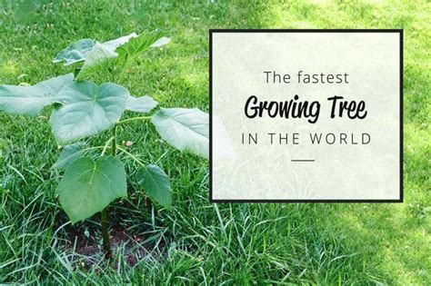 The Fastest Growing Tree In The World This Is Crazy