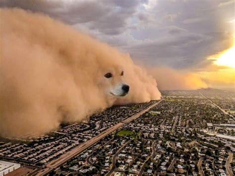 Dogo Sand Storm Dust Storm Dog Dog Storms Memes Funny Pictures
