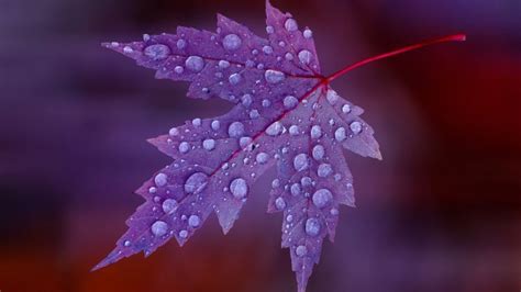 Water Drops On Purple Leaf Hd Wallpaper Wallpaperfx