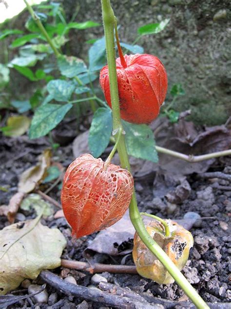 Smrčci i hrčci sa jako naboranim ili uzdužno rebrastim glavicama i valjkastom ili pupavke među kojima se nalaze naše najotrovnije gljive. Šumska mjehurica (Physalis alkekengi)