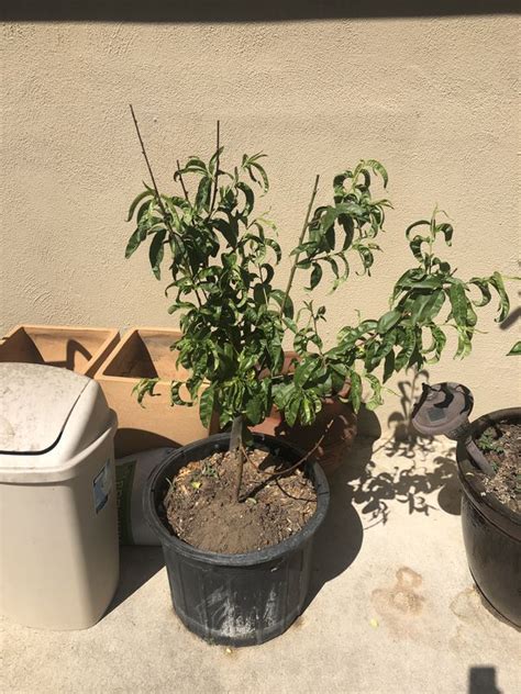 The term ultra dwarf is a marketing term used by a grower in the pacific northwest and has nothing to do with the top height of the tree. Ultra Dwarf Goldmine Nectarine tree for sale for Sale in ...