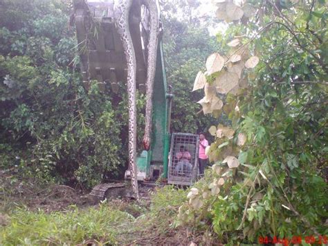 Meskipun kamu tidak menentukan kualitas acara mendatang, kamu tapi sepertinya saya berhasil lolos tetapi kemudian satu orang dalam mimpi saya meraihnya dan membuatnya menggigit saya di jari tengah tangan. Terkini Bersama: Ular besar di hutan Malaysia