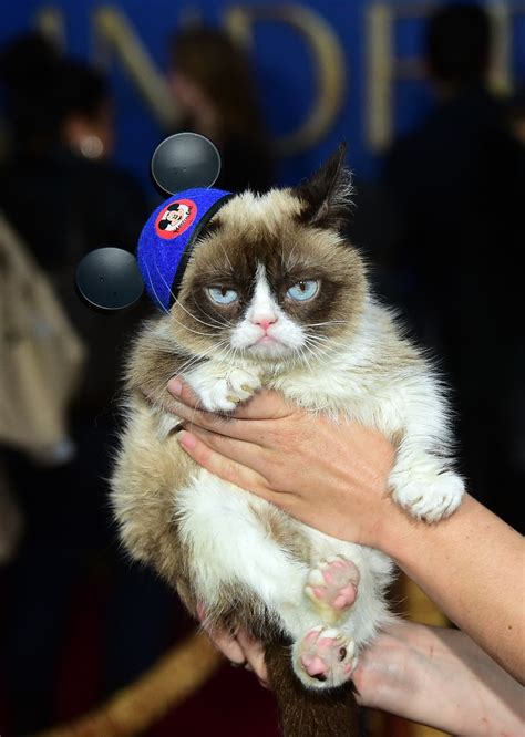 Internet Sensation Grumpy Cat Has Died Cutacut
