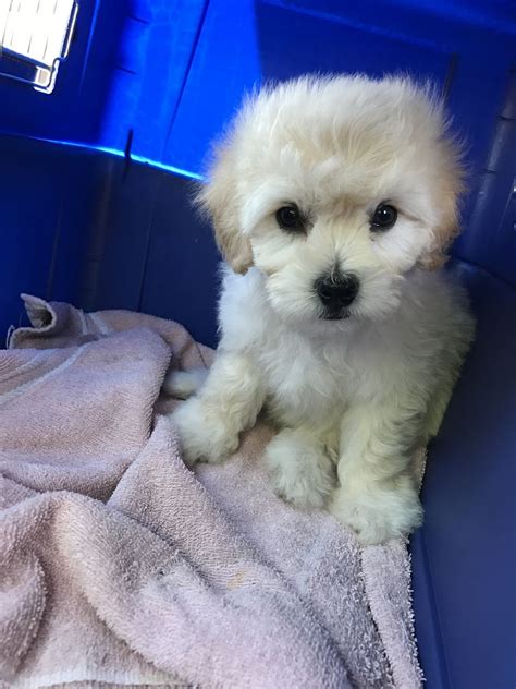 I plan to call tomorrow around 4:30pm. Cavachon Puppies Spicer Mn | Top Dog Information
