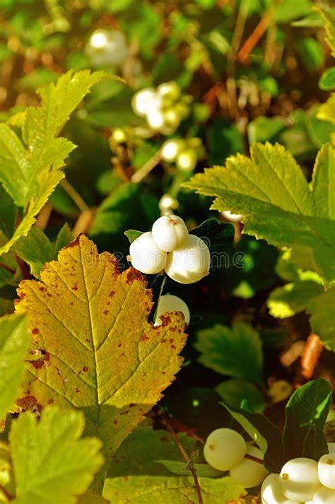 Symphoricarpos Albus Snowberry White Berries Shrub Background A Stock