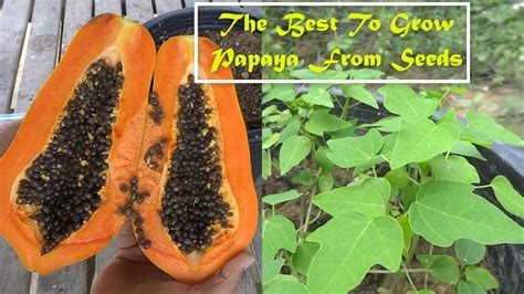 The Best Way To Grow Papaya From Seeds Practical Method Youtube