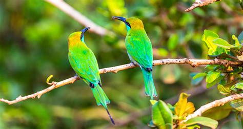 Best Destinations For Birdwatching In Sri Lanka Sri Lanka Travel Blog